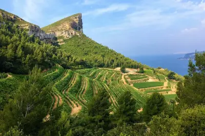 Bandol e Cassis da Marsiglia: Degustazione in un giorno
