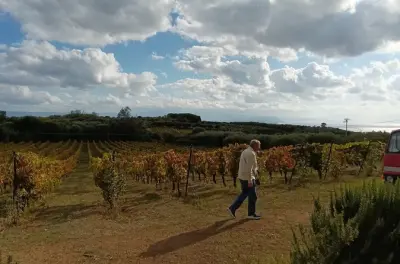 Dégustation de vins à Tropea et gelato tartufo : Vins bio de Calabre