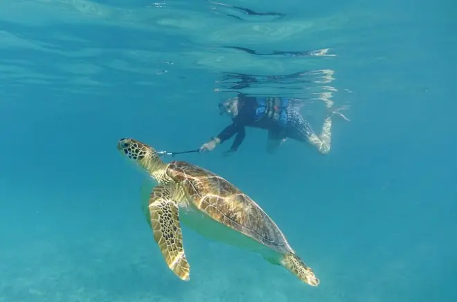 St Thomas Snorkeling Tour with Sea Turtles - Guaranteed Sightings