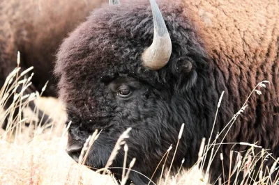 Scopri le saline, osserva i bisonti selvatici e ascolta le storie di un ex guida safari ad antelope island. avventura in piccoli gruppi con ingresso incluso.