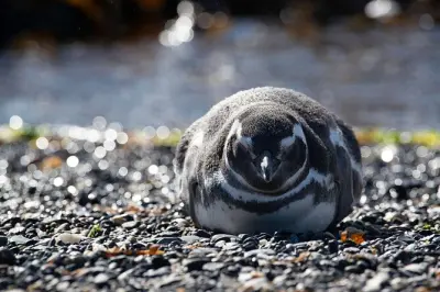 Tour em Punta Tombo: Pinguins, leões-marinhos e golfinhos