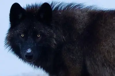 Avvistamento privato di lupi nella Lamar Valley a Yellowstone inverno