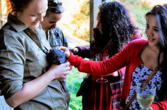 Sunset Experience at Devils at Cradle: Tasmanian Devils at Dusk