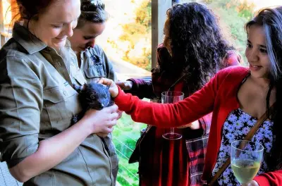 Sunset Experience at Devils at Cradle: Tasmanian Devils at Dusk