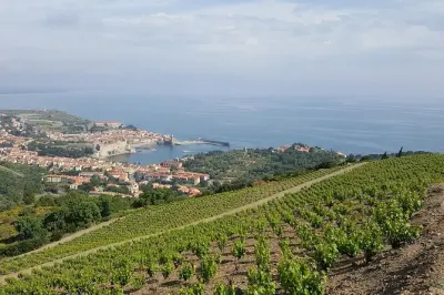 Paseos por viñedos en Collioure con cata y guía