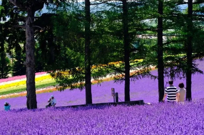 Asahiyama Zoo, Furano & Biei bus tour from Sapporo
