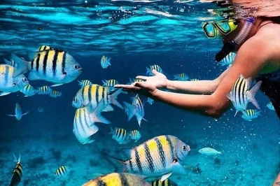 Explore os recifes de coral em key largo com barco privativo, guia experiente e todo o equipamento de snorkel incluso. aproveite paradas na areia, bebidas geladas e um clima intimista.