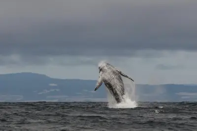 Monterey whale watching tour: Semi-private boat, 6 guests max