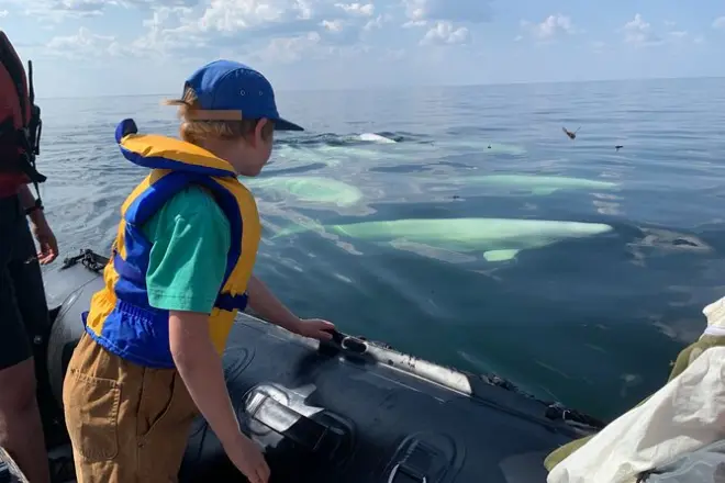 7-Day Churchill Belugas, Bears and Blooms Adventure from Winnipeg