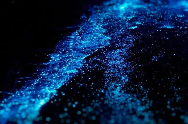Caiaque na bioluminescência nas ilhas San Juan: Remada noturna