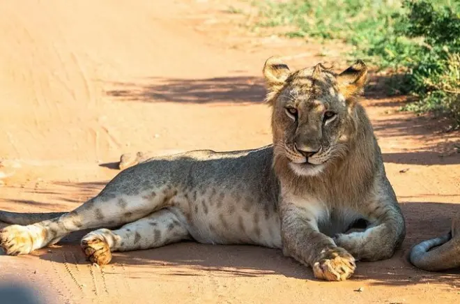 Safari privato a Tsavo East da Mombasa: Avvista i Big Five