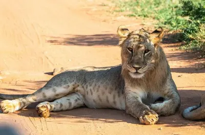 Safari privato a Tsavo East da Mombasa: Avvista i Big Five