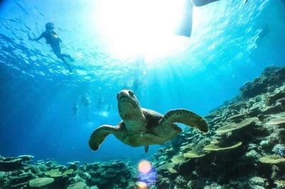 Step onto barasu island’s coral sands, snorkel iriomote’s reefs with a friendly guide, and get free tour photos. includes pickup from uehara port or hotel.