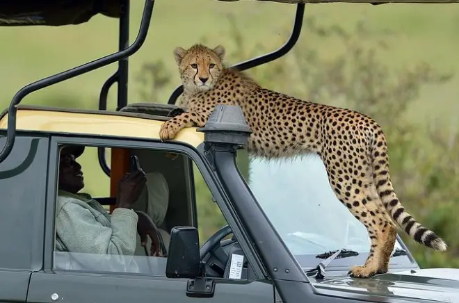 3-Day Maasai Mara Safari from Nairobi: Game Drives & Camping