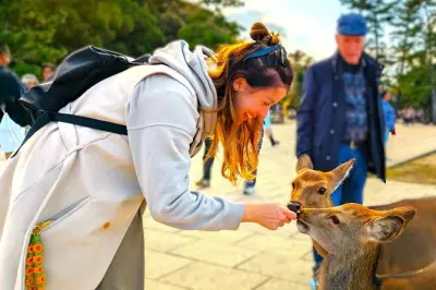 Nara: Sube el monte Wakakusa y encuentra ciervos salvajes