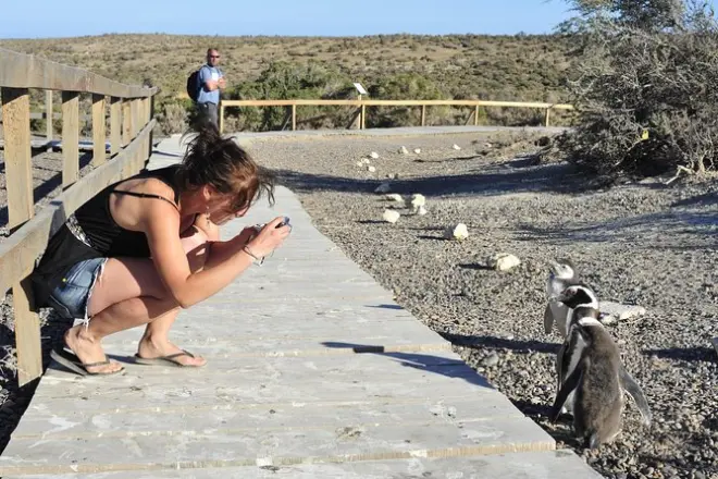 Desde Puerto Madryn a Punta Tombo, hogar de pingüinos de Magallanes