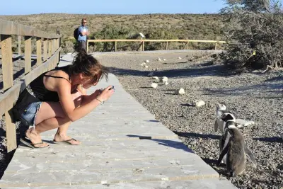 Desde Puerto Madryn a Punta Tombo, hogar de pingüinos de Magallanes