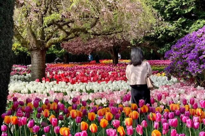 Skagit Valley desde Seattle con entrada al festival de tulipanes