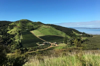 Caminhada privada na mata de waiheke com visitas a vinícolas, degustações de vinho e vistas para o mar. explore trilhas verdes, vinhos locais e as melhores vinícolas em um tour guiado para pequeno