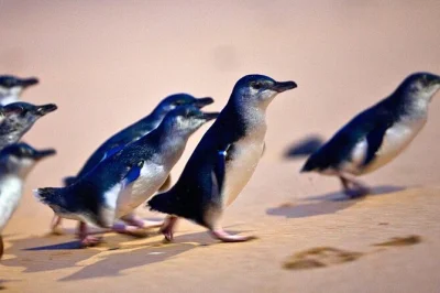 Watch the phillip island penguin parade, meet koalas at moonlit sanctuary, and stroll wild surf beaches—all with hotel pickup and a local guide included.