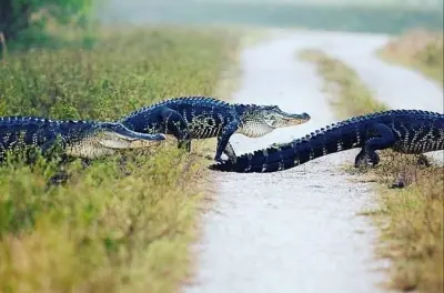 Private Everglades-Tour: Mit dem Airboat tief ins Tierreich