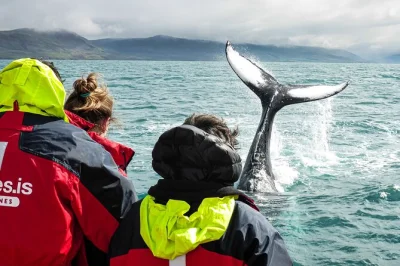 Feel the chill air on a hauganes whale watching tour near akureyri. spot humpbacks, dolphins, seabirds, and enjoy live local commentary with light refreshments included.