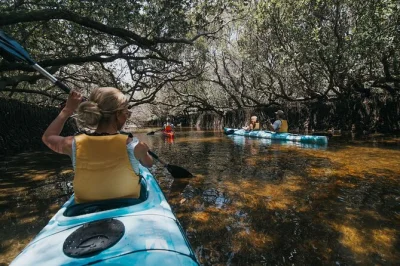 Paddle through adelaide’s dolphin sanctuary, explore ancient mangroves and shipwrecks, spot wild dolphins, and enjoy a relaxed kayak tour with a marine biologist guide. includes gear and secure park