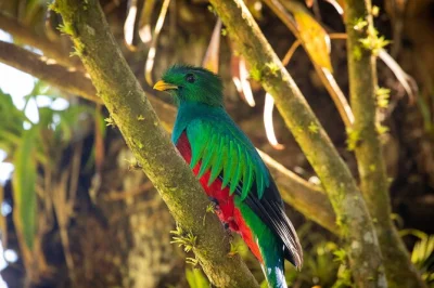 Step into monteverde’s cloud forest with a local guide, walk misty trails, spot wildlife and end at the hummingbird gallery café. small group tour with expert insights.