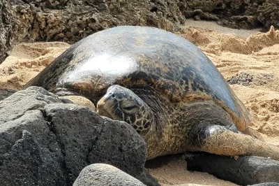 Découvrez les vagues de north shore, goûtez aux noix de macadamia et partagez des moments avec nos guides locaux lors de cette excursion d’une journée à oahu. prise en charge à l’hôtel et co