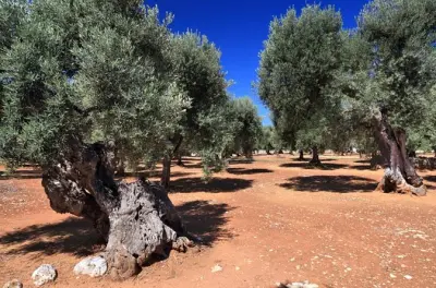 Puglia Olivenölverkostung: Alte Haine & Unterirdische Mühle