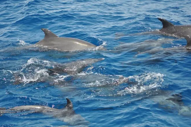 Mar Rojo: Snorkel con delfines y banana boat desde Soma
