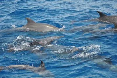 Snorkeling nel Mar Rosso con delfini e banana boat da Soma