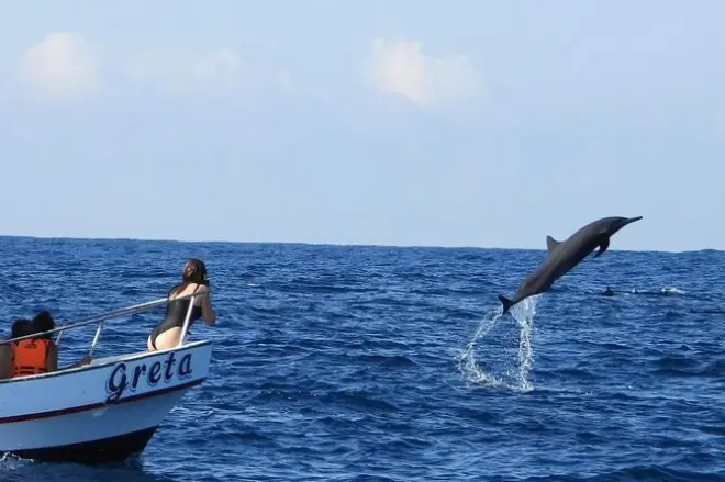 Puerto Escondido : Dauphins, baleines et tortues en snorkeling