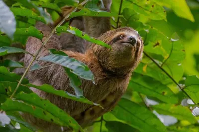Parc Manuel Antonio avec guide naturaliste : 3 espèces de singes