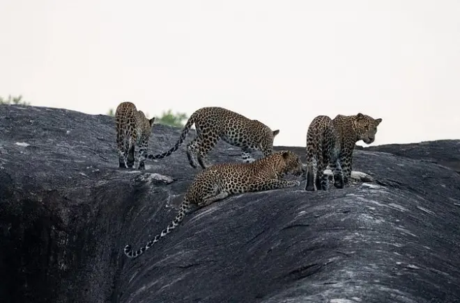 Parc national de Yala : Safari pour voir léopards et éléphants