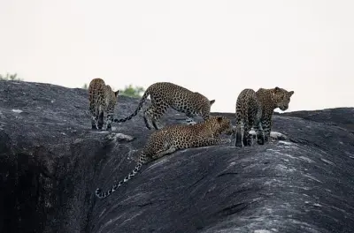Yala National Park Safari: Spot Leopards & Elephants