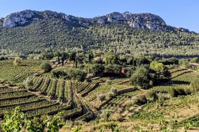 Degustazione vini a Bandol da Toulon con un sommelier esperto