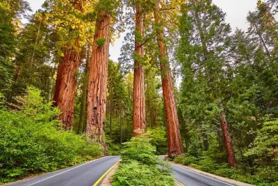 Private Sequoia Tour with Former Park Rangers