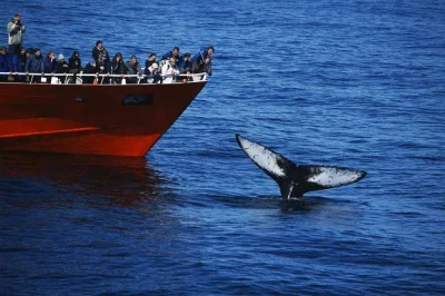 Siente el aire fresco del mar en un crucero de avistamiento de ballenas en reykjavik. observa ballenas, delfines y aves marinas con guía local, overoles gratis y wifi incluido. reserva fácil online.