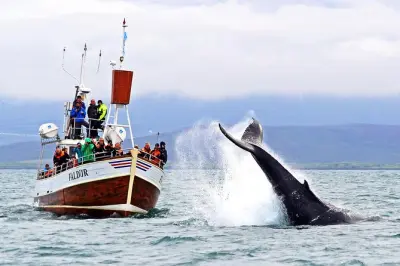Observação de baleias em Húsavík: Barco tradicional e guias locais