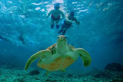 Scopri i cenote maya, fai snorkeling con le tartarughe ad akumal e goditi un pranzo rilassante sulla spiaggia. include pick-up in hotel e guida per una gita senza pensieri.