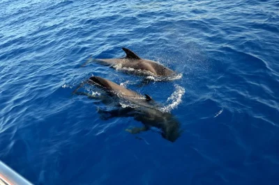 Avvista balene e delfini da vicino, ascolta i suoni sott’acqua e nuota nella baia di masca in un catamarano eco a tenerife. pranzo, bevande e guida locale inclusi.