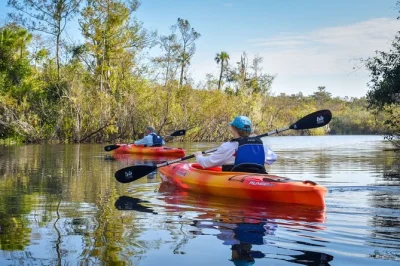 Erlebe die ruhe von big cypress bei einer kajaktour durch everglades-mangroven, entdecke alligatoren und seltene vögel – mit privatem transport und snacks inklusive.