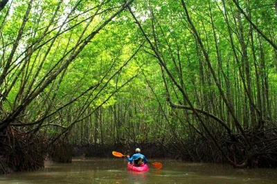 Start your krabi kayak adventure before the crowds, paddling through quiet mangroves and limestone canyons with a local guide. includes hotel pickup and fresh fruit.