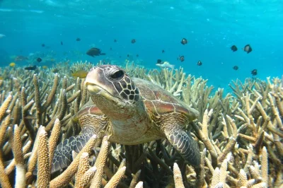 Coral bay, tour en bateau à fond de verre pour voir les tortues, snorkeling sur le récif ningaloo, café à bord et échanges avec les guides locaux. boissons incluses et accès plage facile.