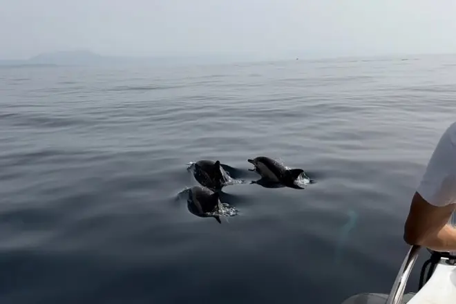 Sotogrande Dolphin Tour: Hybrid Boat, Rock of Gibraltar