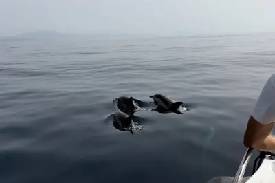 Sotogrande Dolphin Tour: Hybrid Boat, Rock of Gibraltar