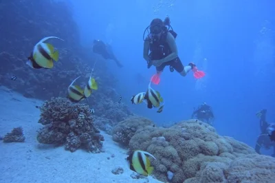 Descubre el mar rojo en hurghada con dos inmersiones para principiantes, instructor experto, traslado desde el hotel y almuerzo a bordo. sin experiencia previa necesaria.