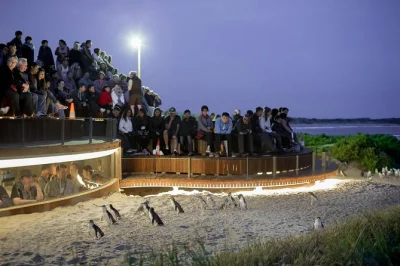 Watch the phillip island penguin parade at sunset, walk with a local ranger through the koala reserve, and explore cowes township—all with transport from melbourne.
