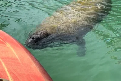Curious about manatees? paddle anna maria island’s calm waters on a guided kayak tour, spot dolphins & local birds, and enjoy small group vibes with all gear included.